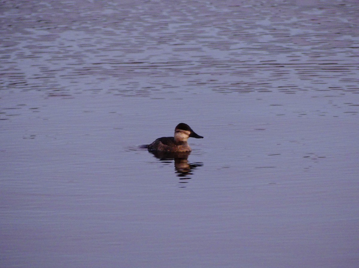 Ruddy Duck - ML627679352