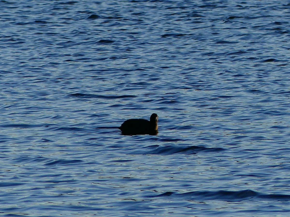 American Coot - ML627679368