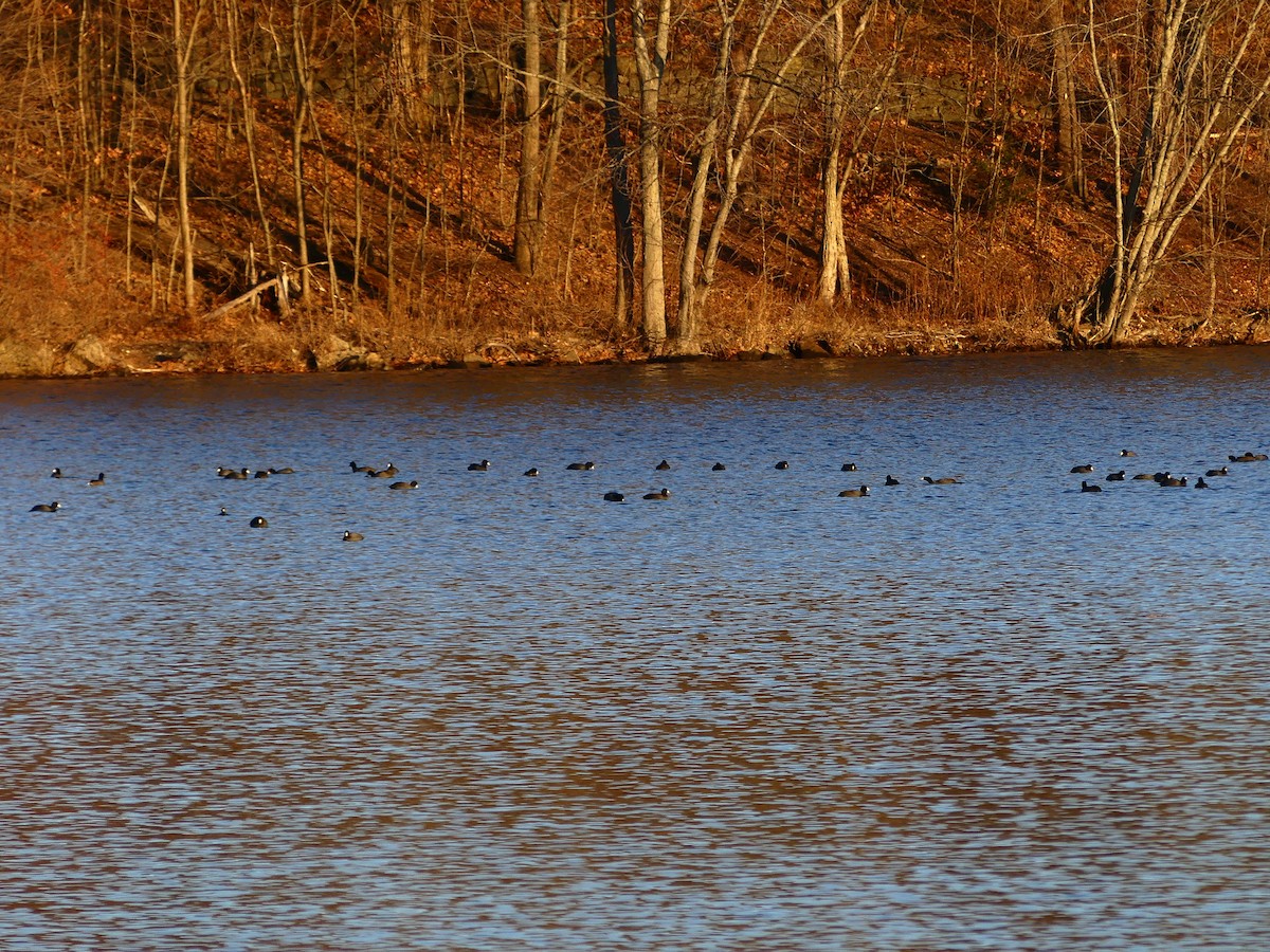 American Coot - ML627679373