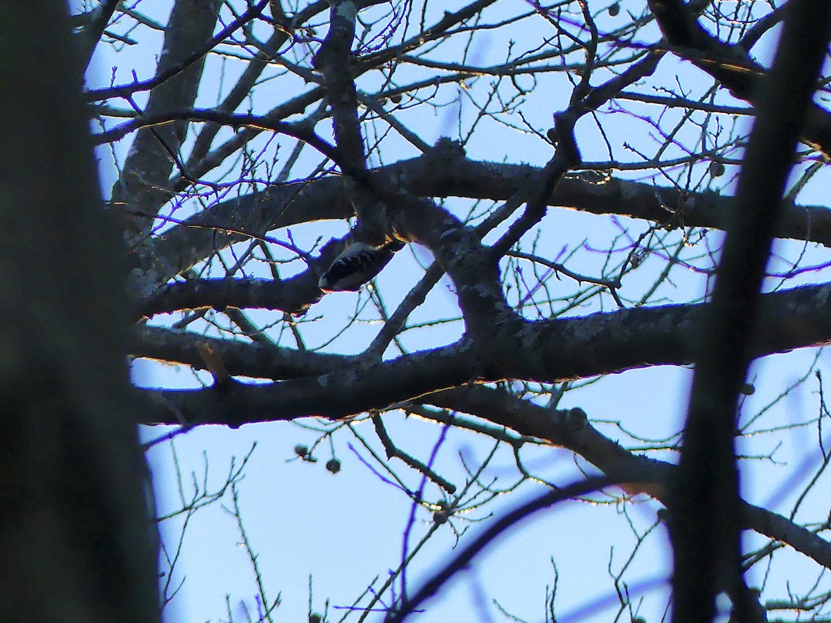 Downy Woodpecker - ML627679395