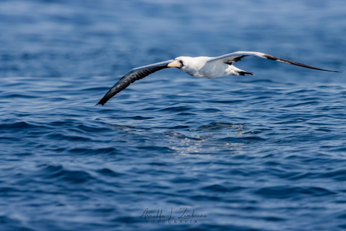 Nazca Booby - ML627679399