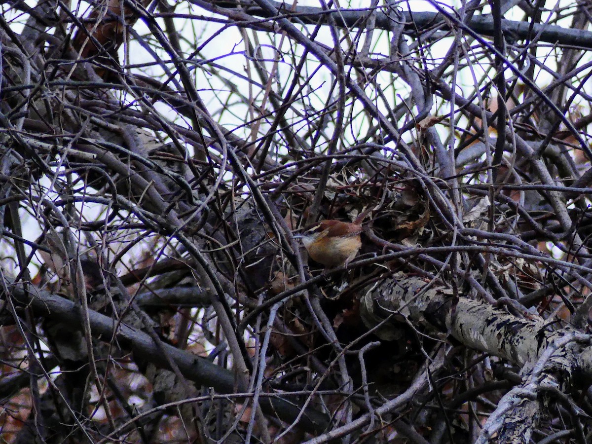 Carolina Wren - ML627679402