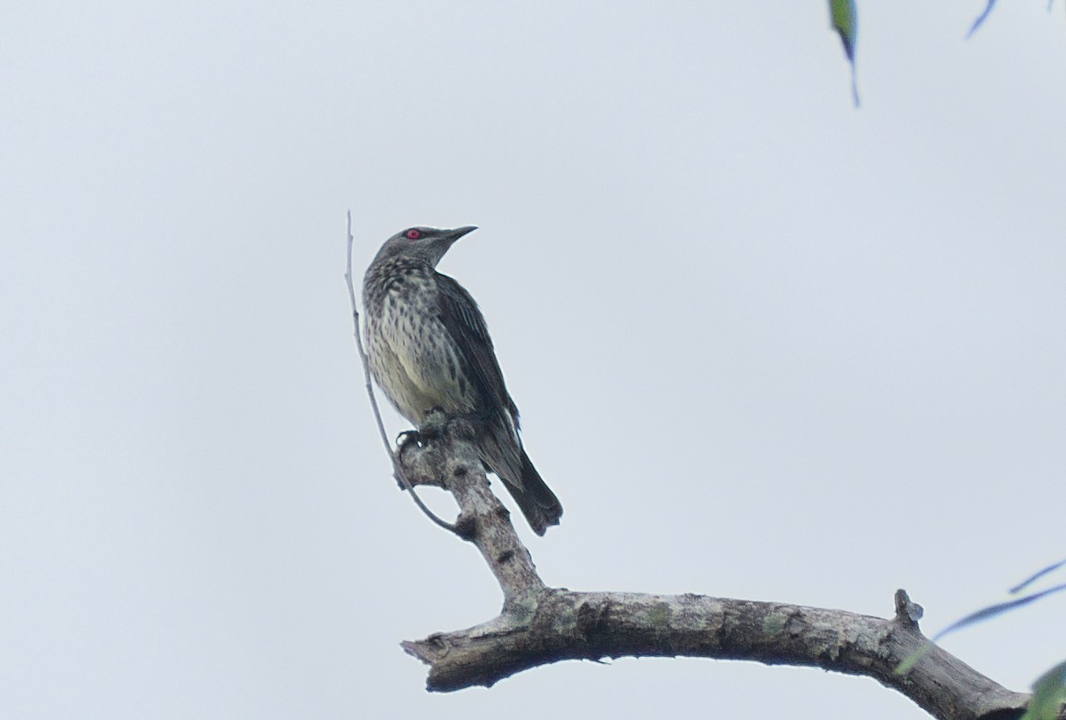 Asian Glossy Starling - ML627679403