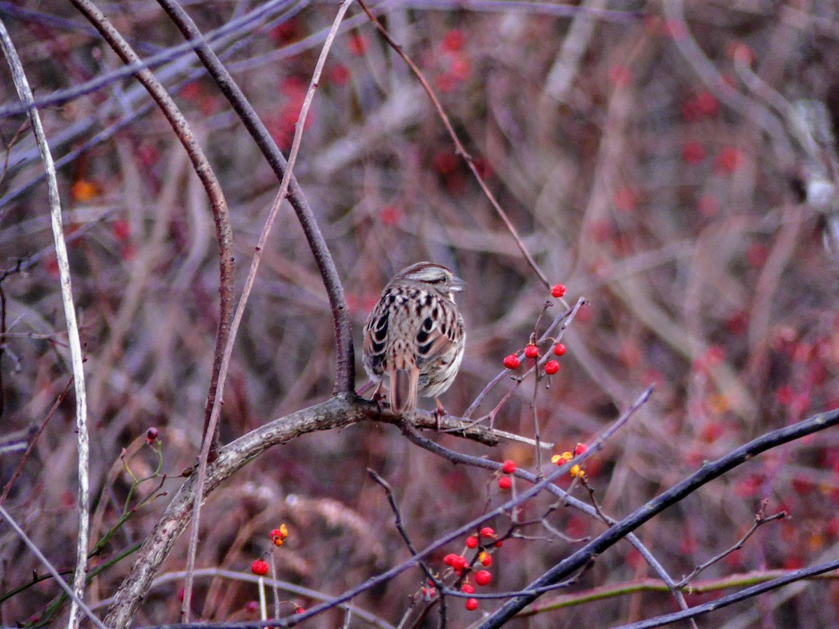 Song Sparrow - ML627679405