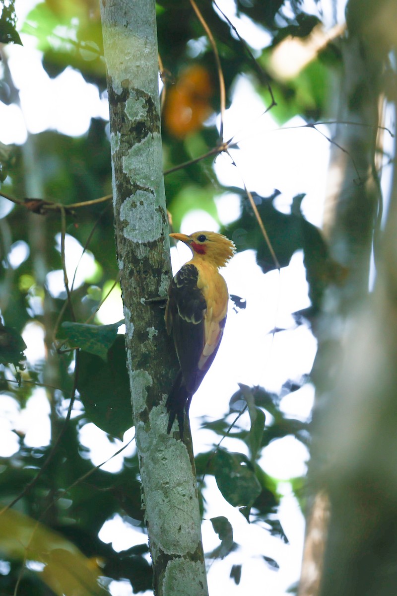 Cream-colored Woodpecker - ML627679571