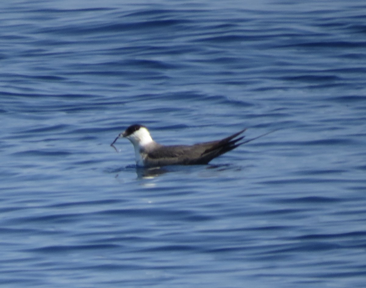 Long-tailed Jaeger - ML627679880