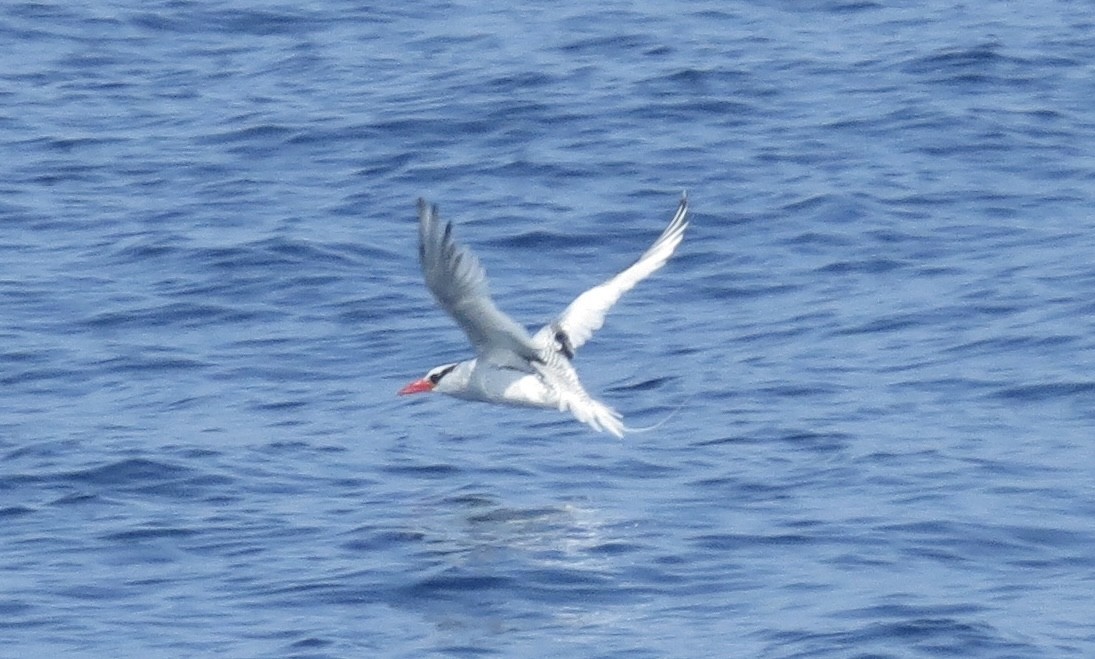 Red-billed Tropicbird - ML627679914