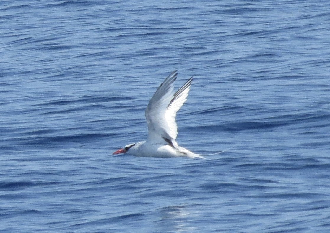 Red-billed Tropicbird - ML627679915