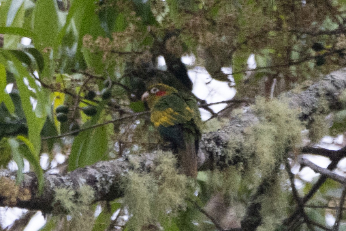 Sulphur-winged Parakeet - ML627679990