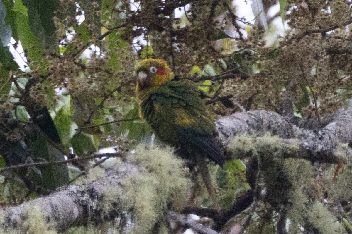 Sulphur-winged Parakeet - ML627679991