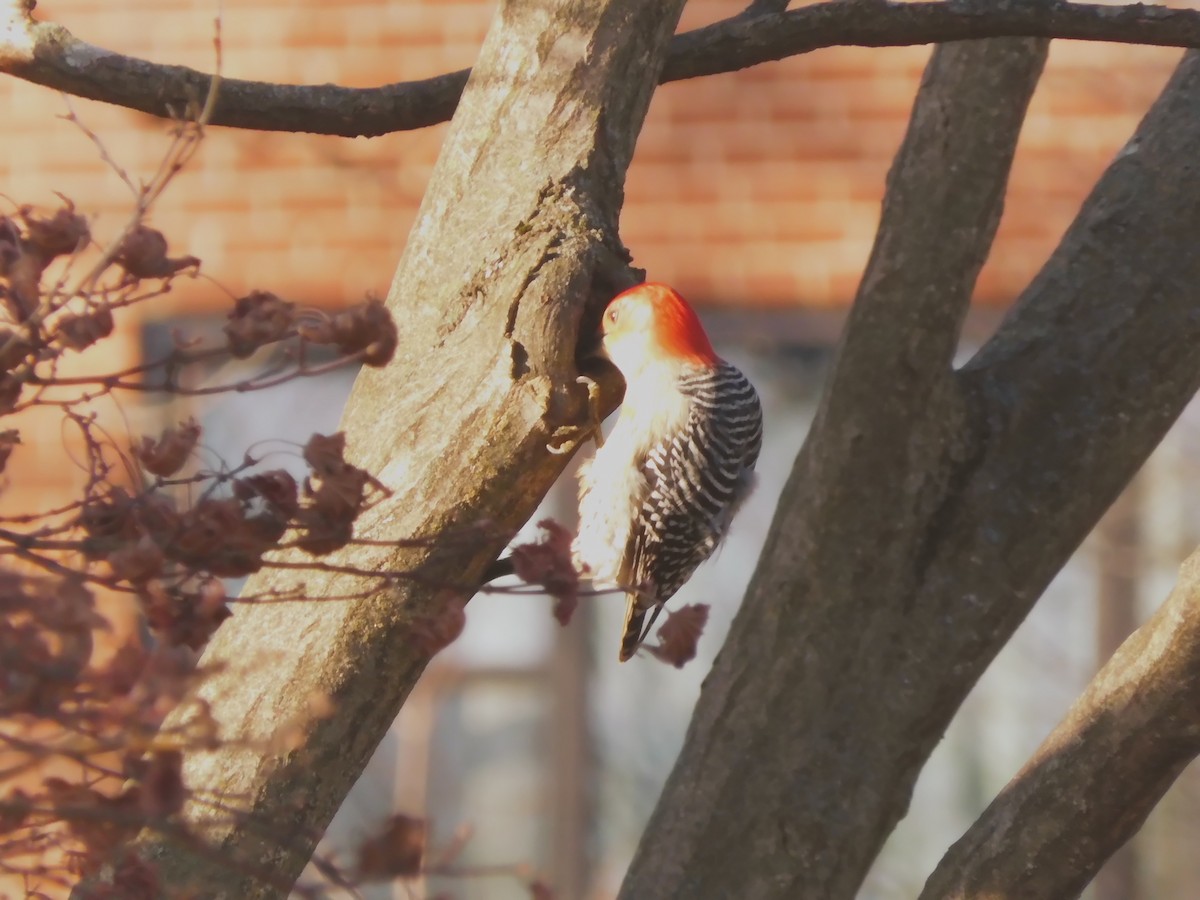 Red-bellied Woodpecker - ML627680282