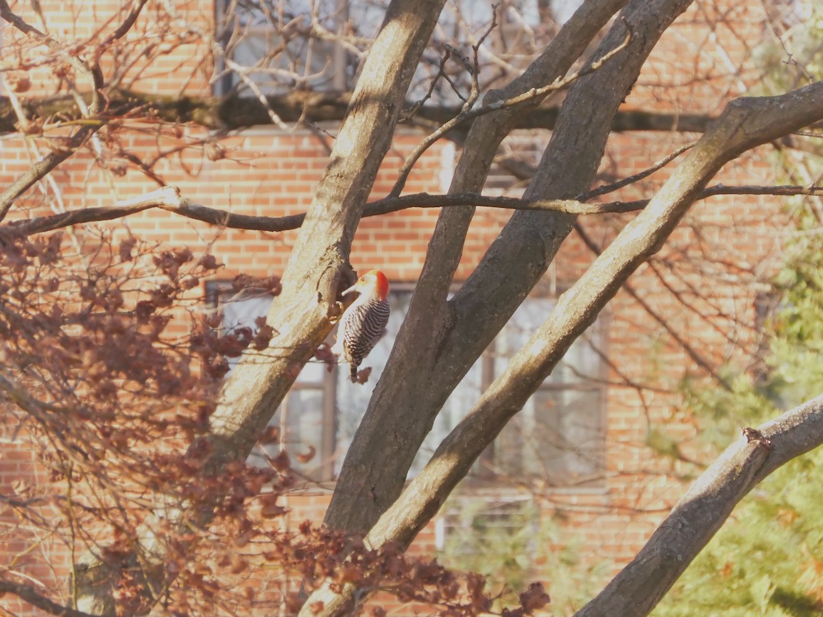 Red-bellied Woodpecker - ML627680283