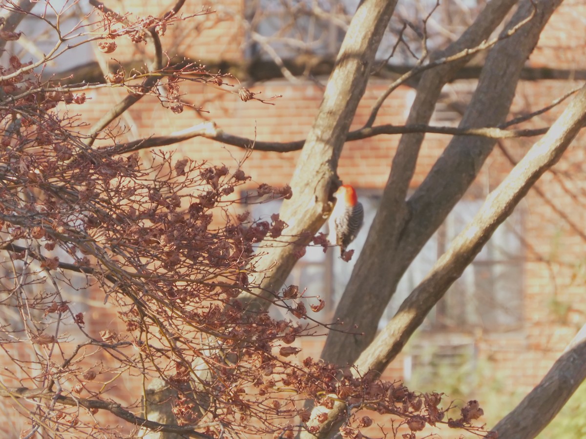 Red-bellied Woodpecker - ML627680284