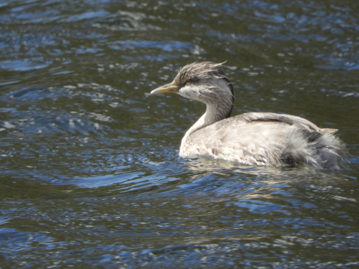 Hoary-headed Grebe - ML627680316