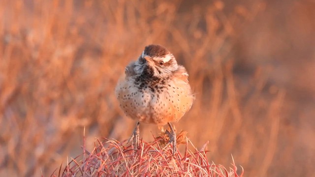 Cactus Wren - ML627680342