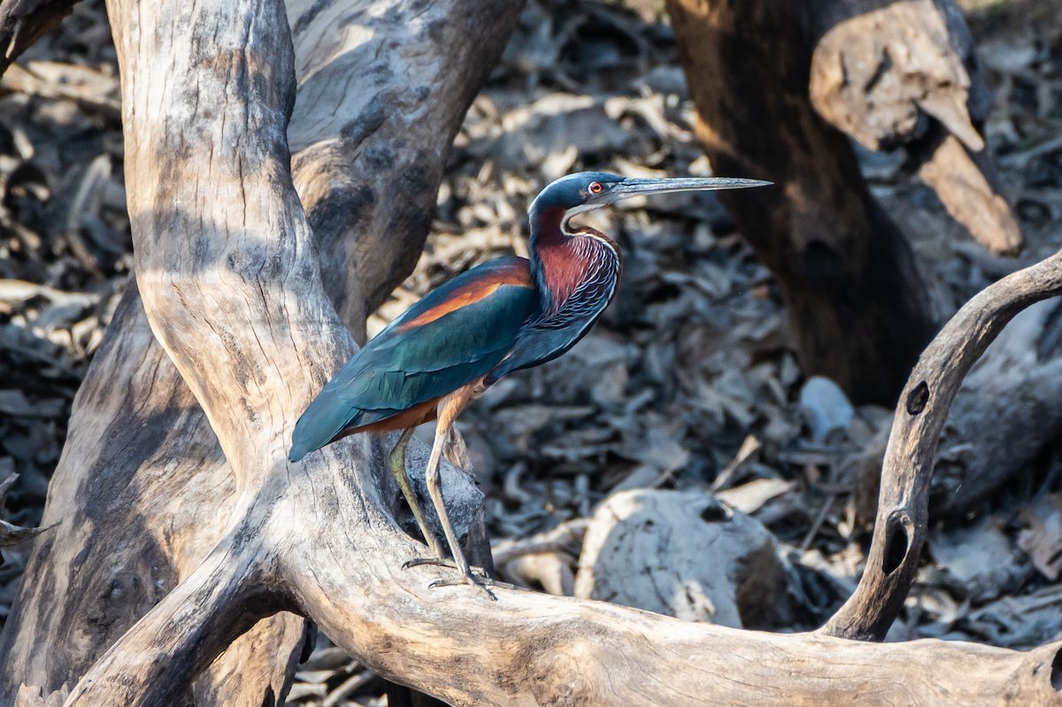 Agami Heron - ML627680367