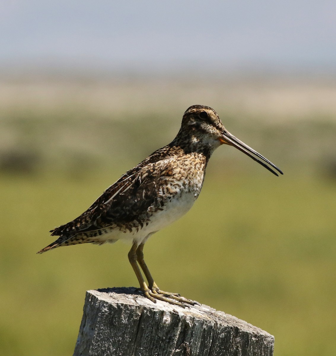 Wilson's Snipe - ML62768041