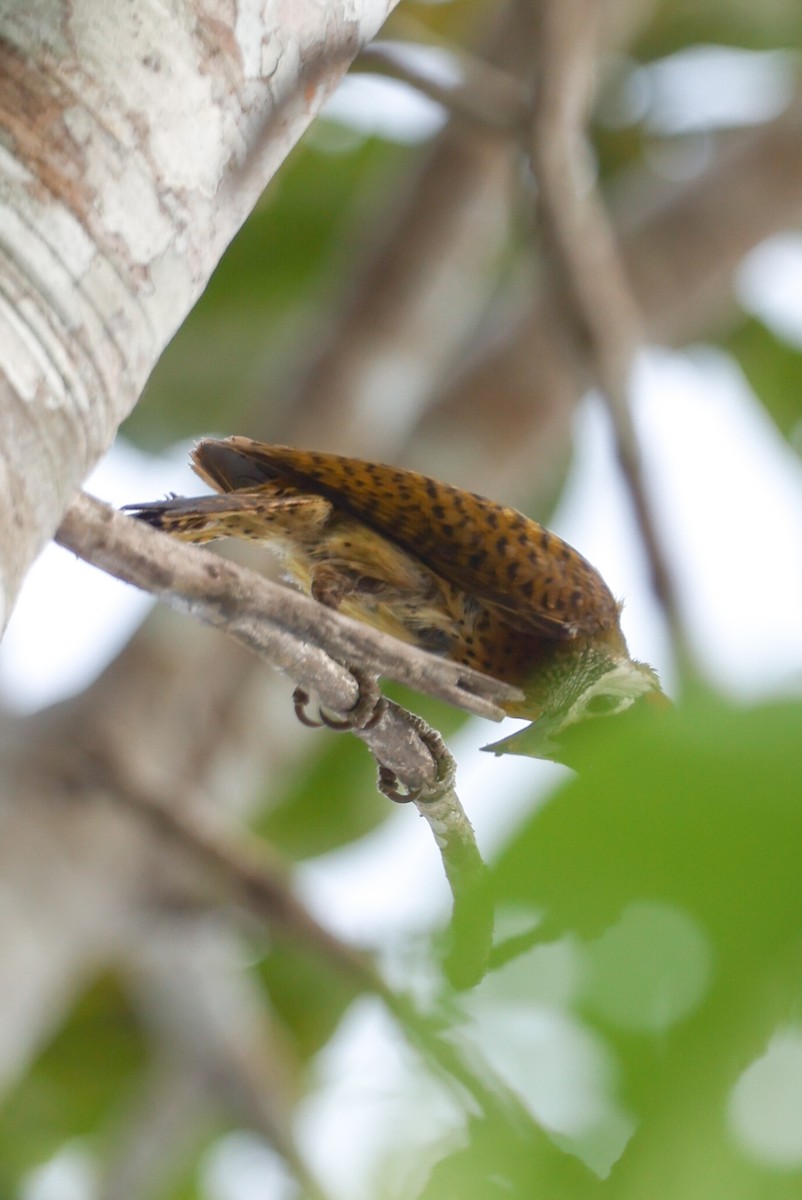 Spot-breasted Woodpecker - ML627680421
