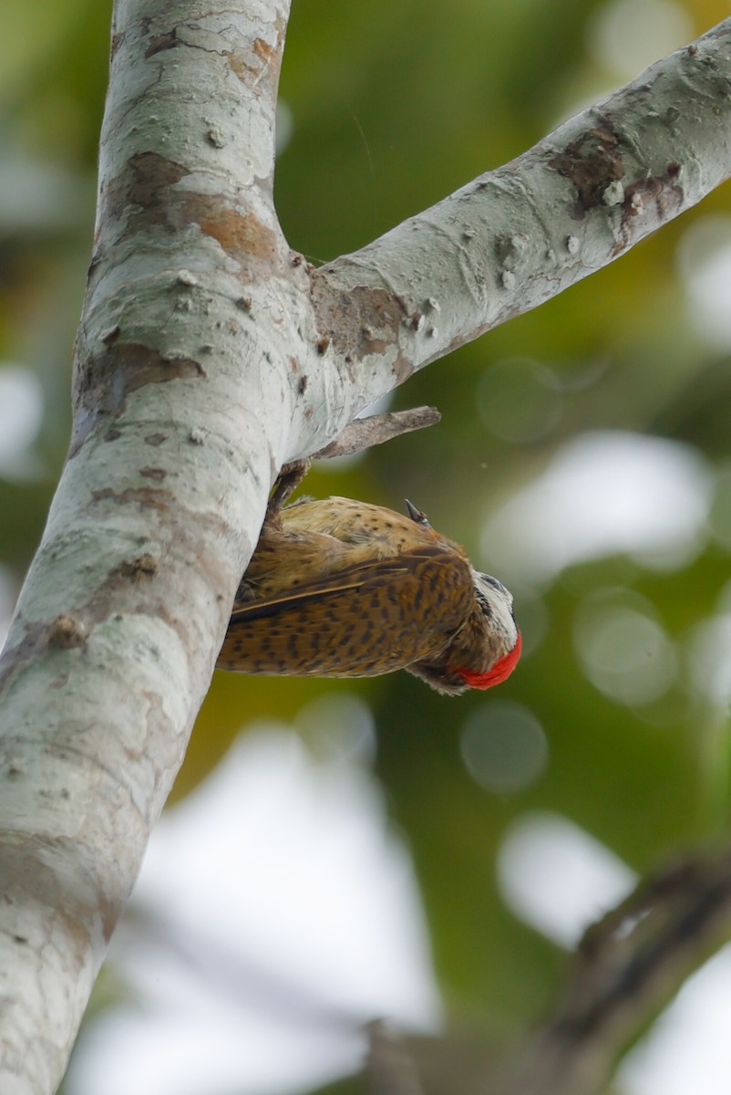 Spot-breasted Woodpecker - ML627680422