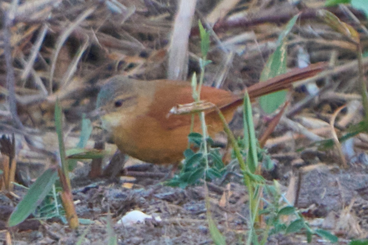 White-lored Spinetail - ML627680624