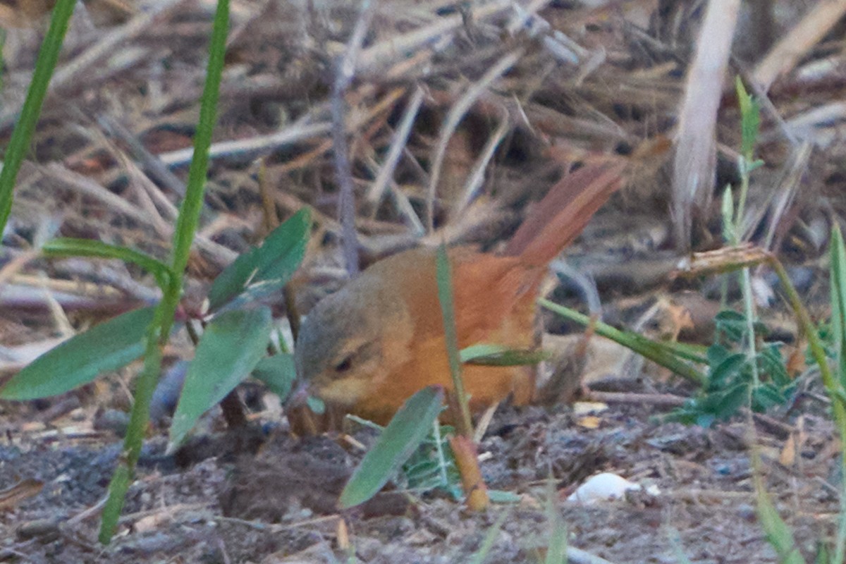 White-lored Spinetail - ML627680625
