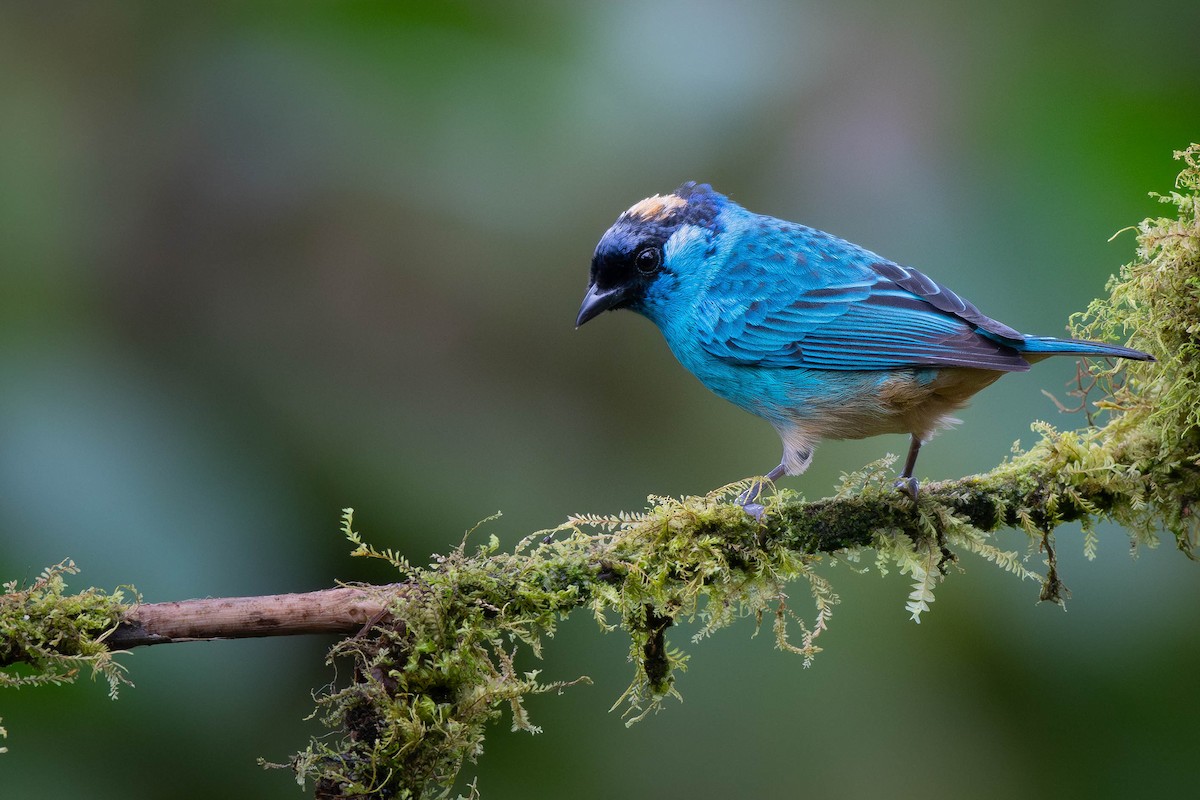 Golden-naped Tanager - ML627680722