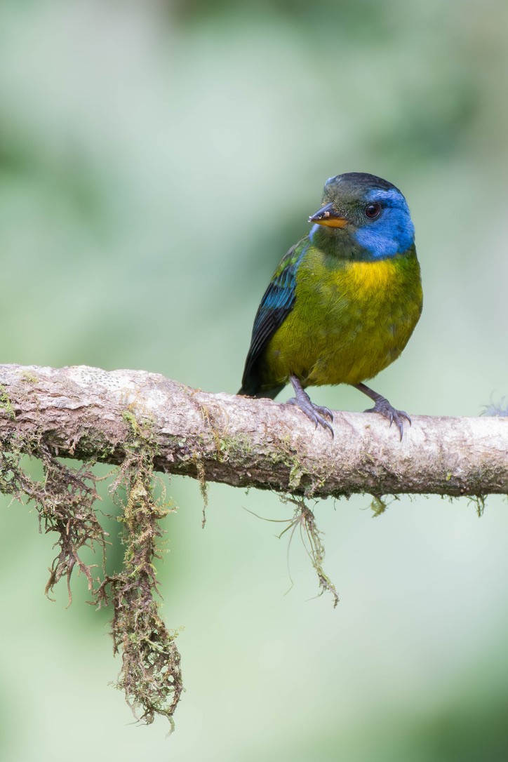 Moss-backed Tanager - ML627680745