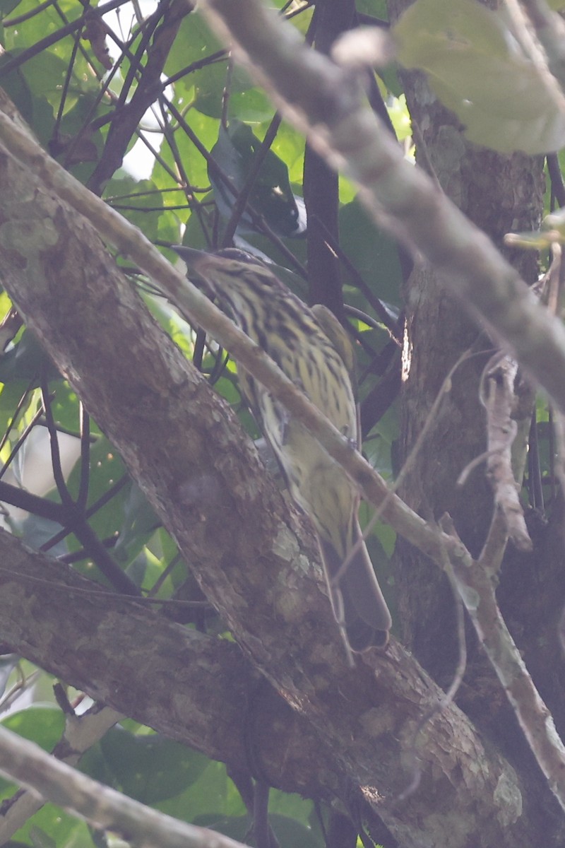 Streaked Flycatcher - ML627680948