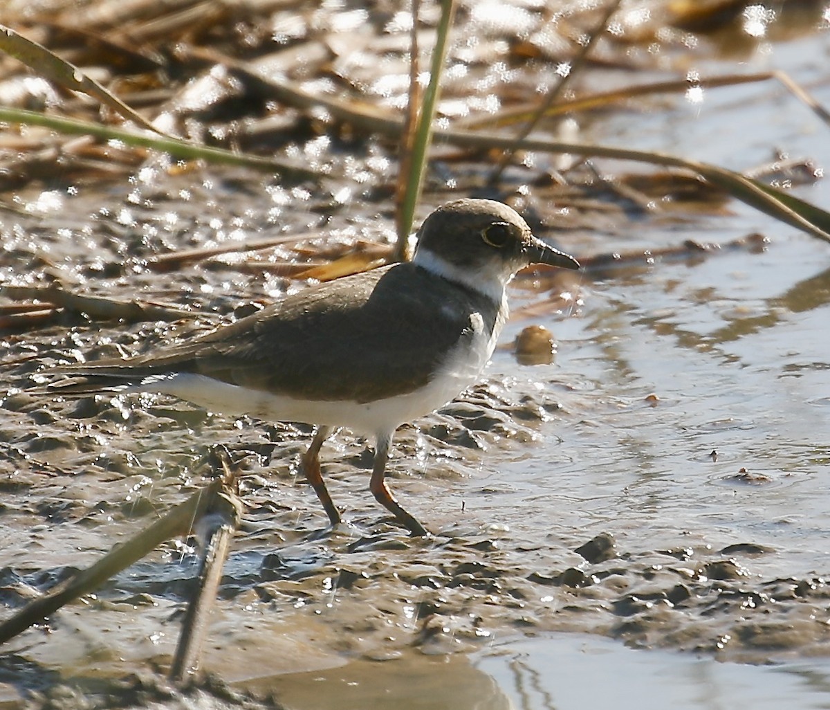 Little Ringed Plover - ML627680971