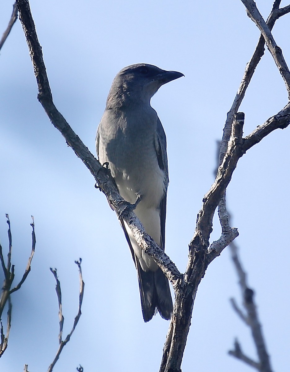 Oriental Cuckooshrike - ML627680980