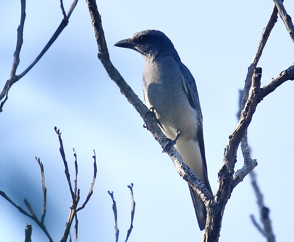 Oriental Cuckooshrike - ML627680981