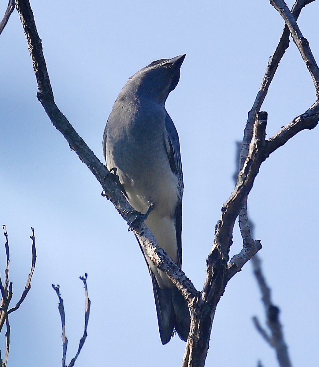 Oriental Cuckooshrike - ML627680983