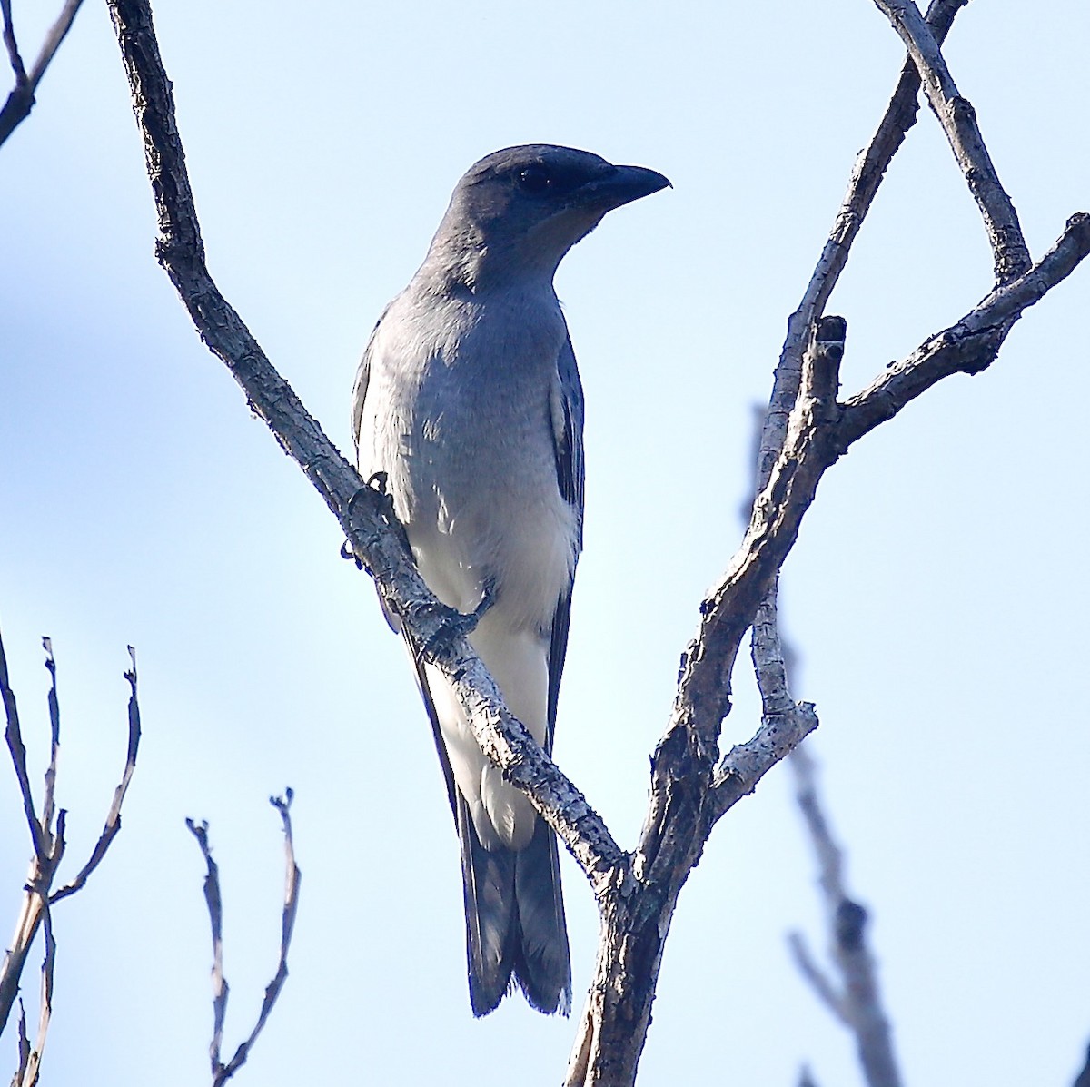 Oriental Cuckooshrike - ML627680984