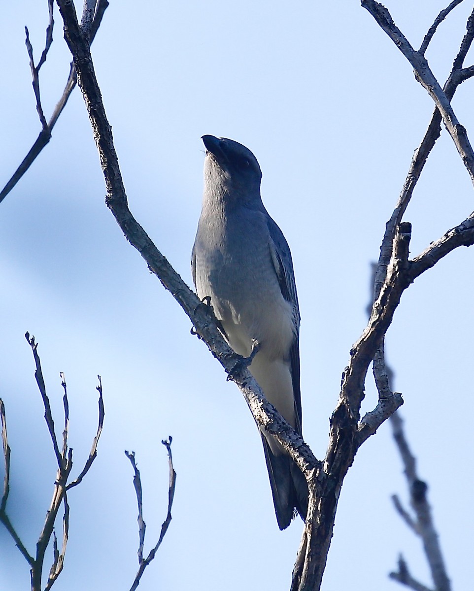 Oriental Cuckooshrike - ML627680985