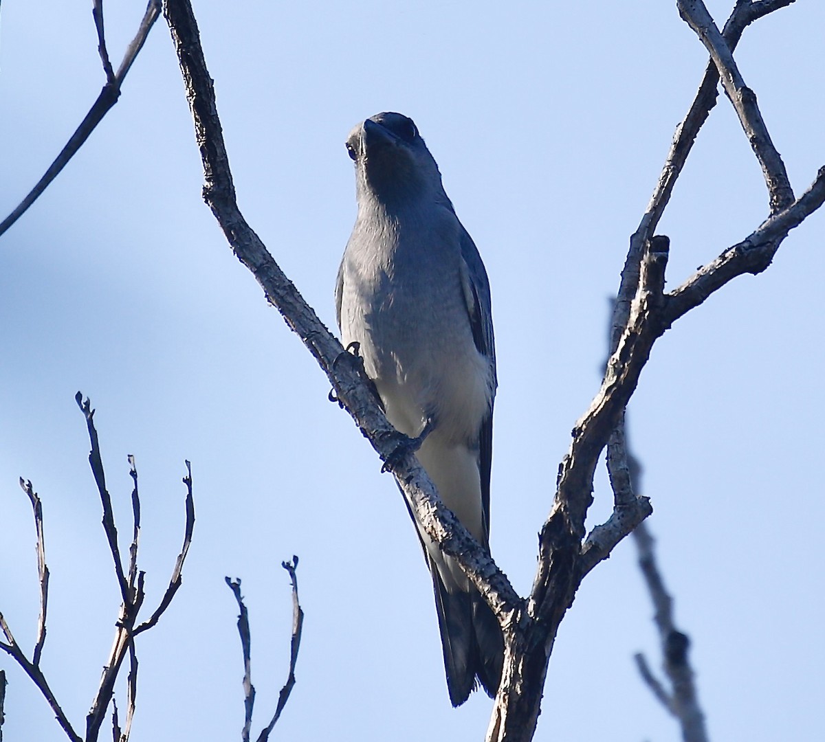 Oriental Cuckooshrike - ML627680988