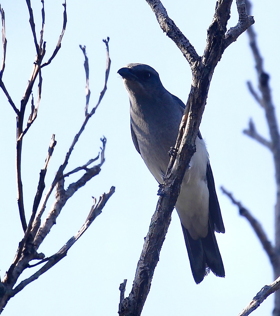Oriental Cuckooshrike - ML627680989