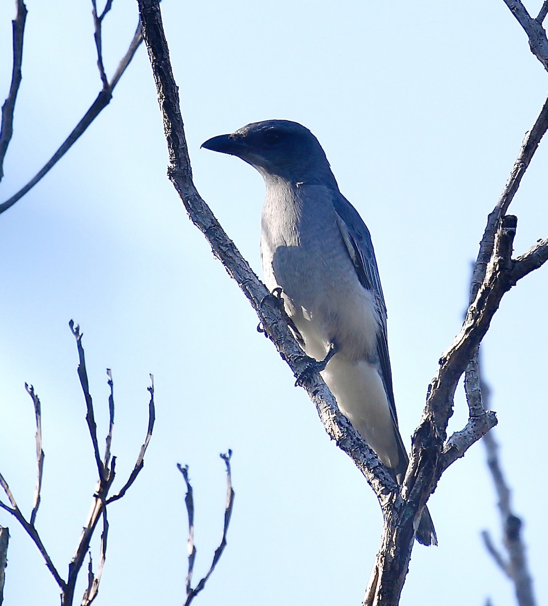 Oriental Cuckooshrike - ML627680990