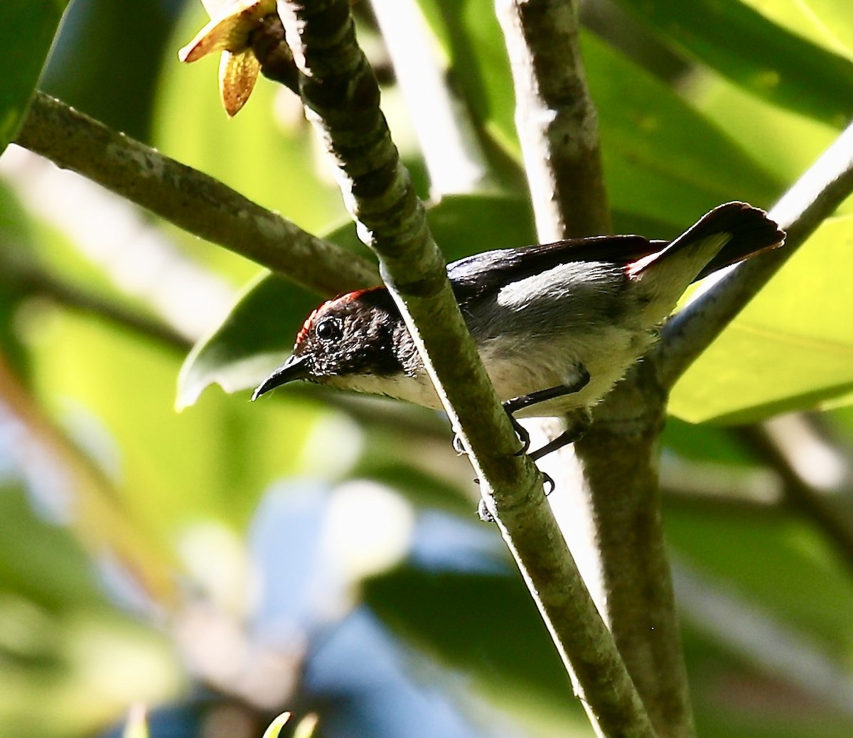 Scarlet-backed Flowerpecker - ML627680994