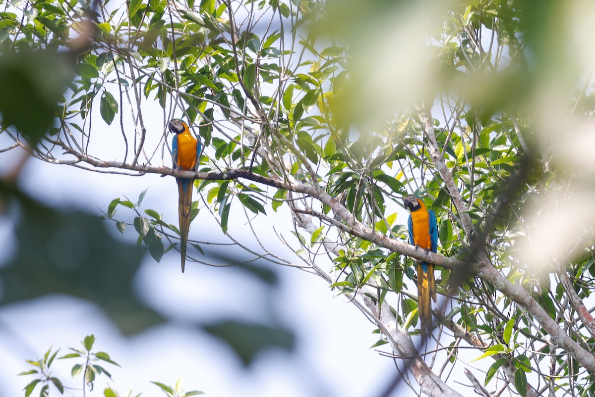 Blue-and-yellow Macaw - ML627681066