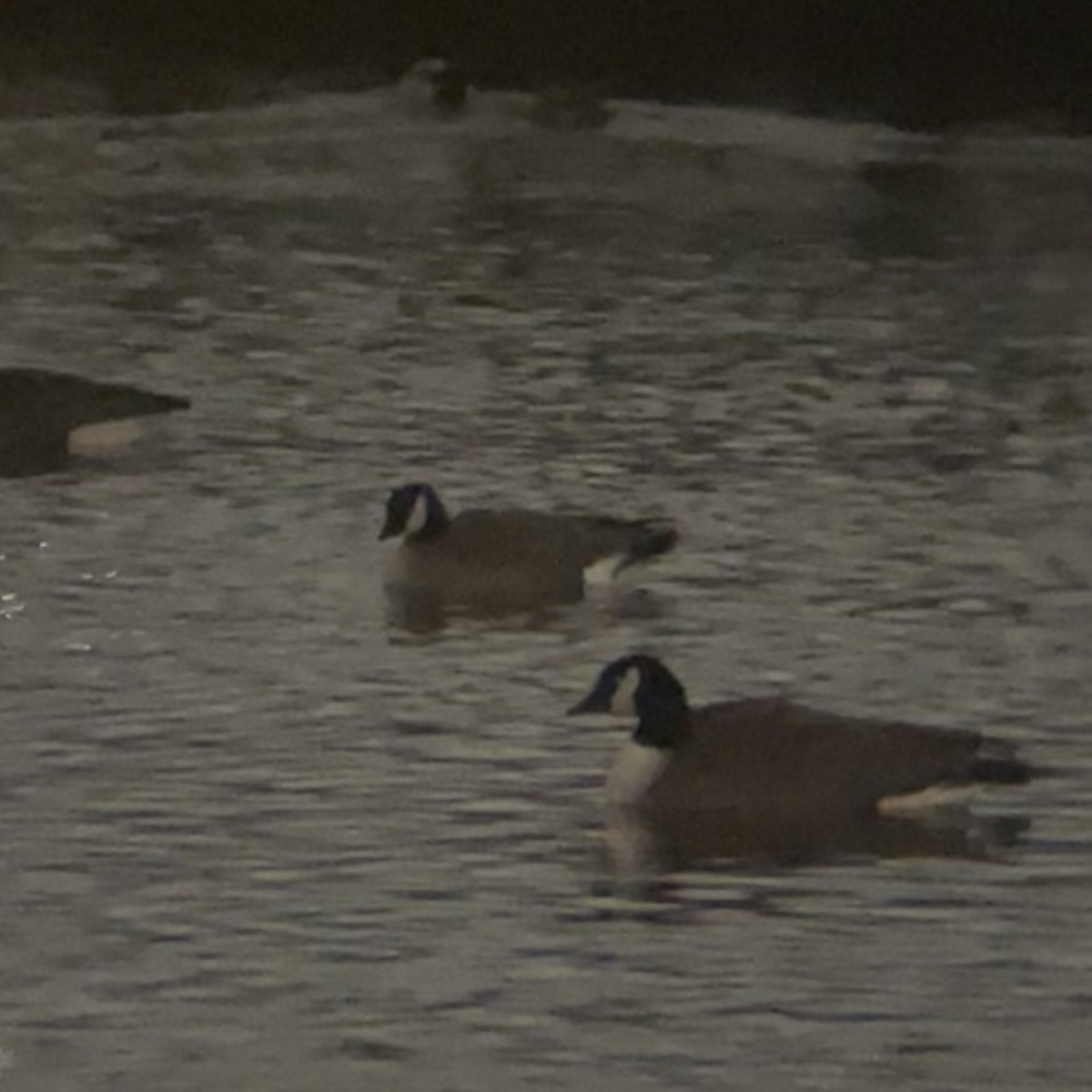 Cackling Goose - ML627681083