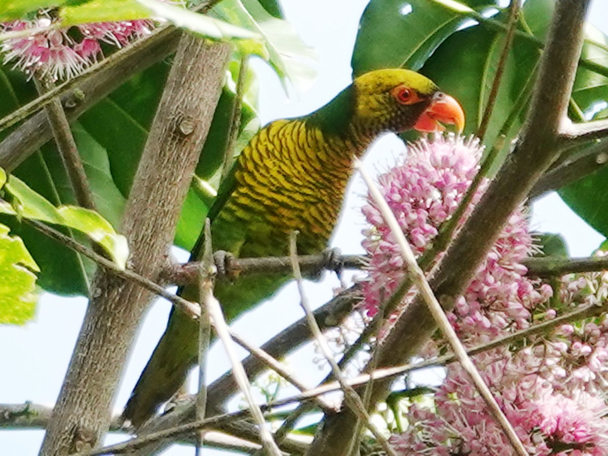 スーラインコ - ML627681088