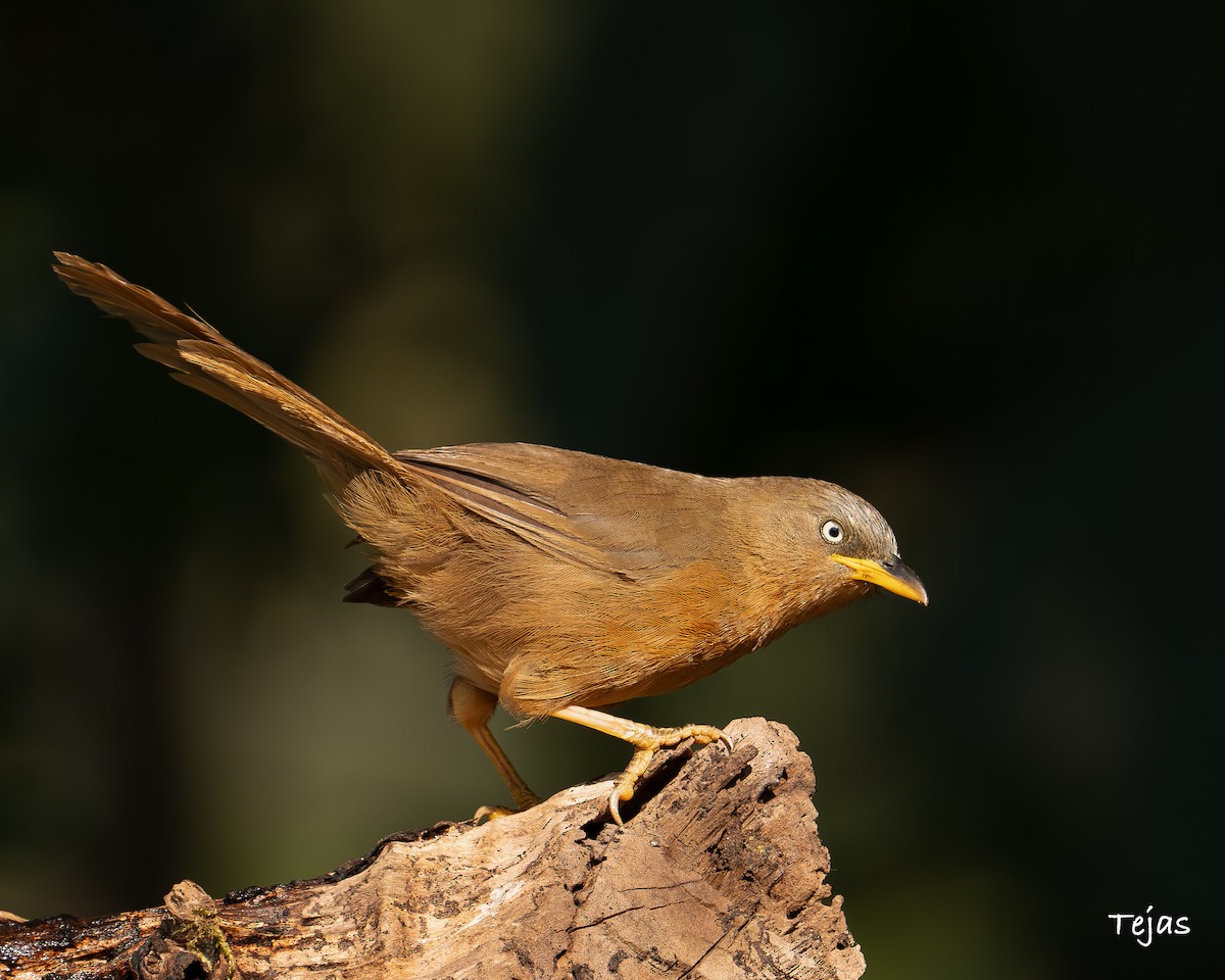 Rufous Babbler - ML627681334