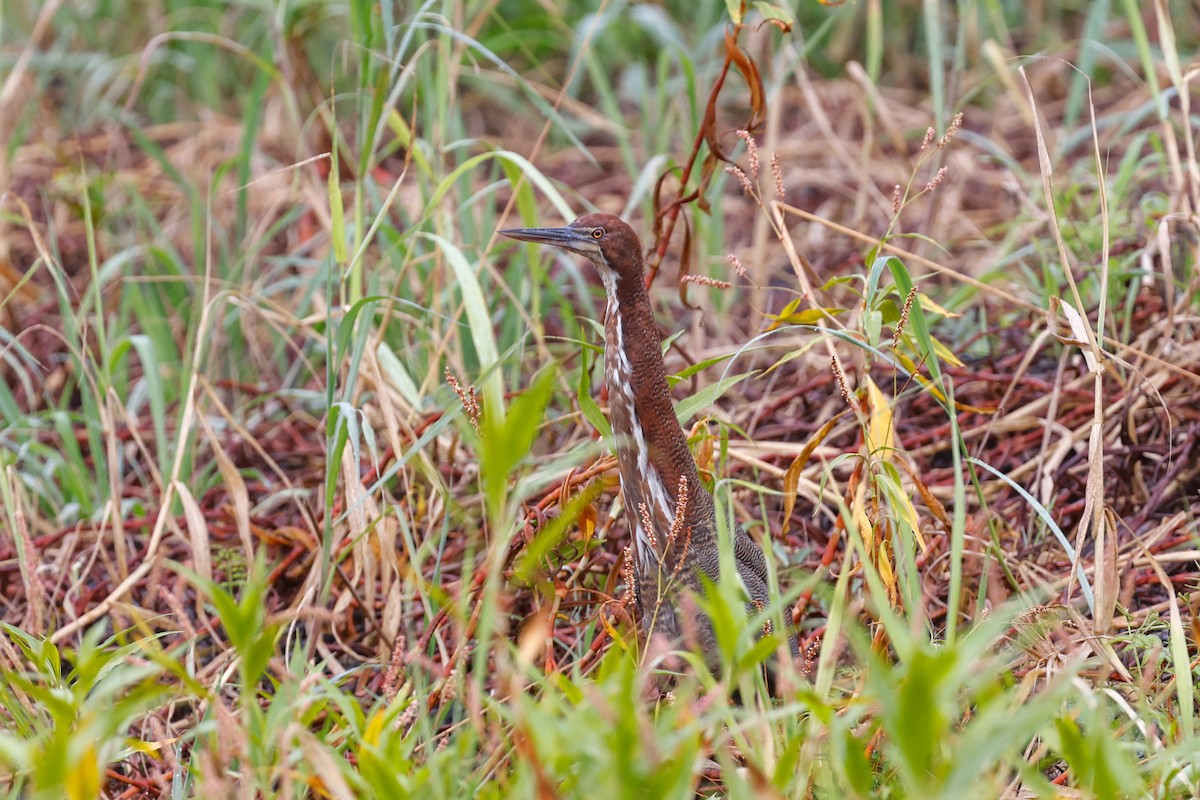 Rufescent Tiger-Heron - ML627681383