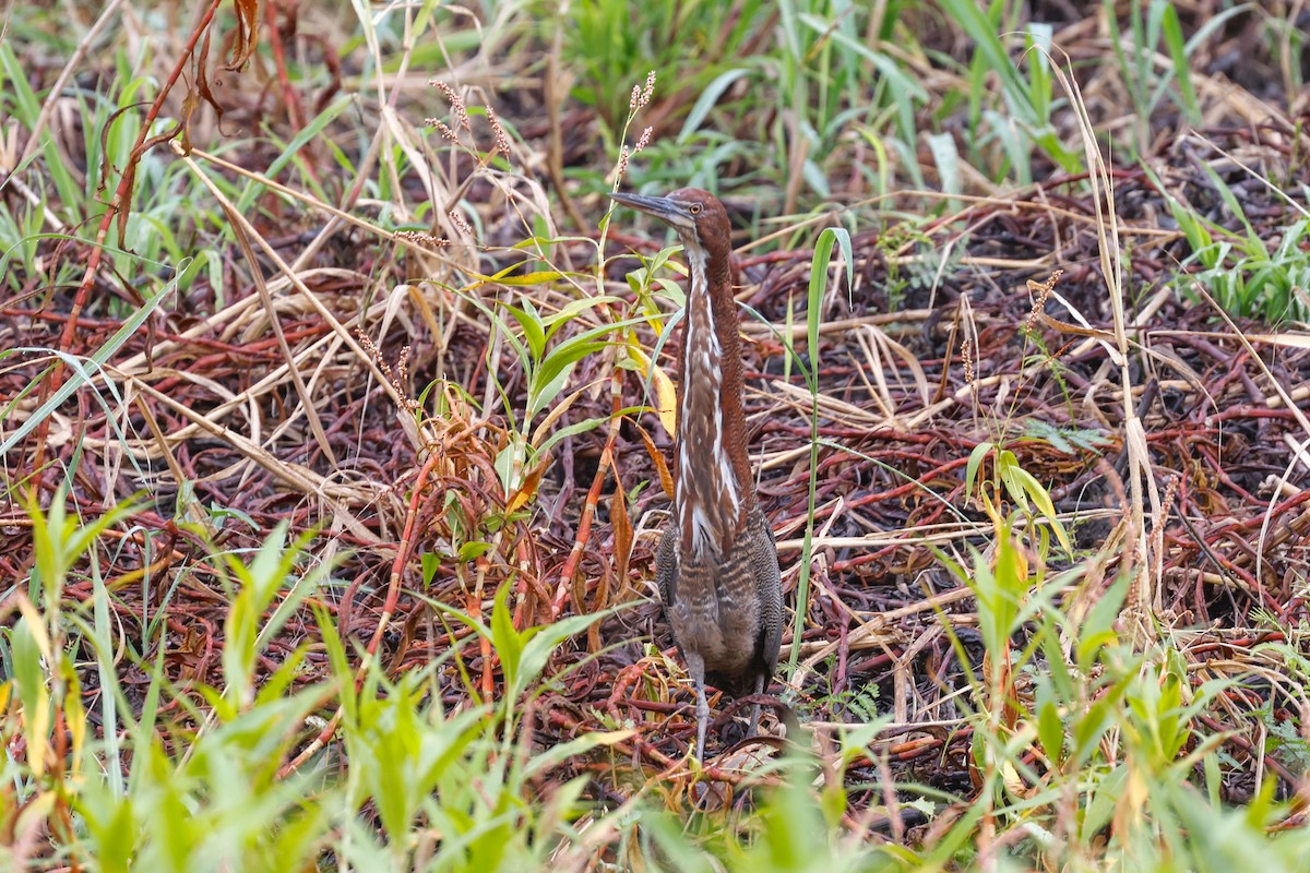 Rufescent Tiger-Heron - ML627681384