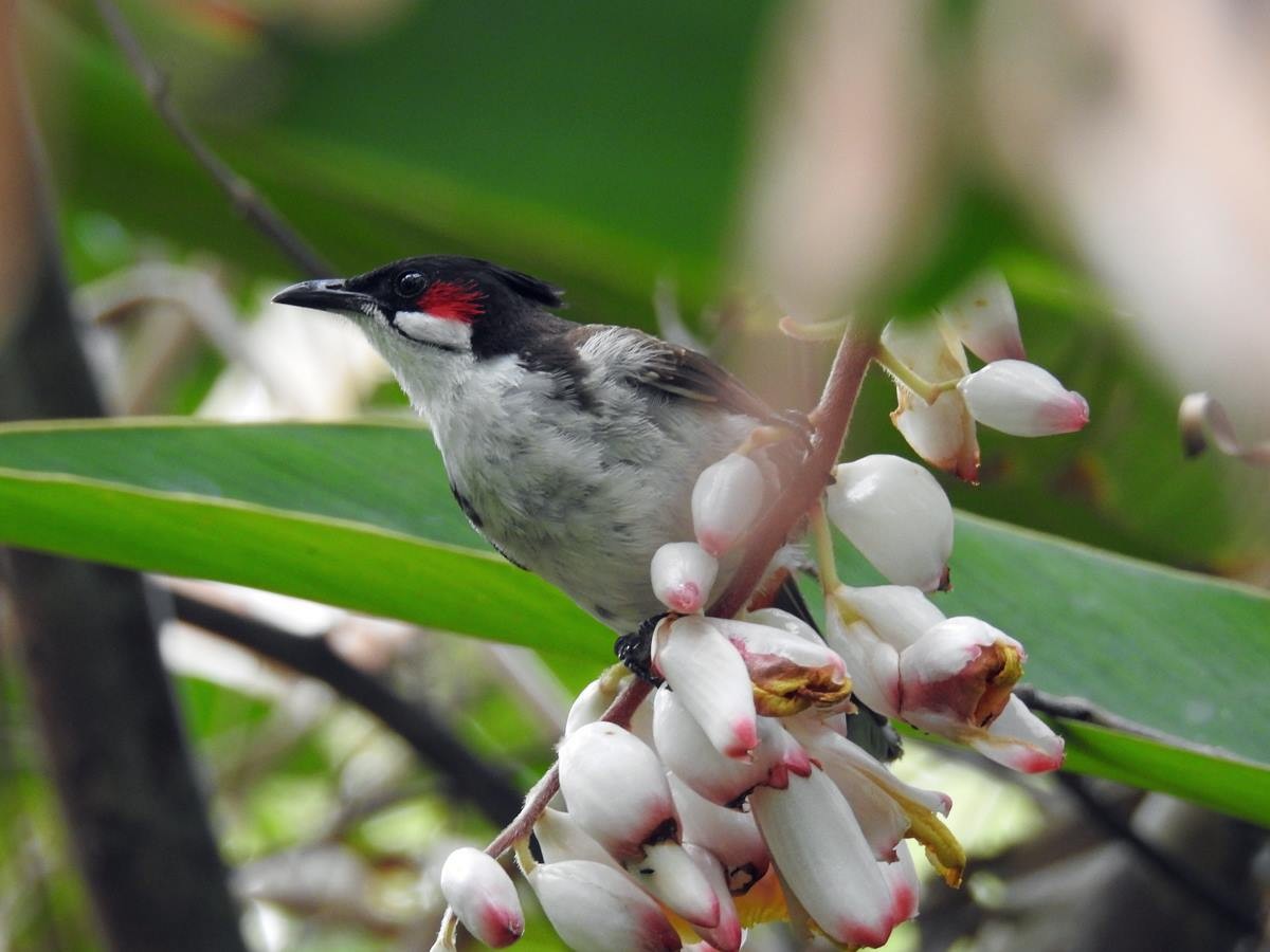 Reunion Bulbul - ML627681401