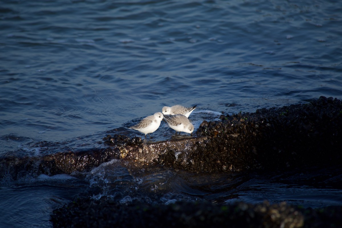 Sanderling - ML627681465