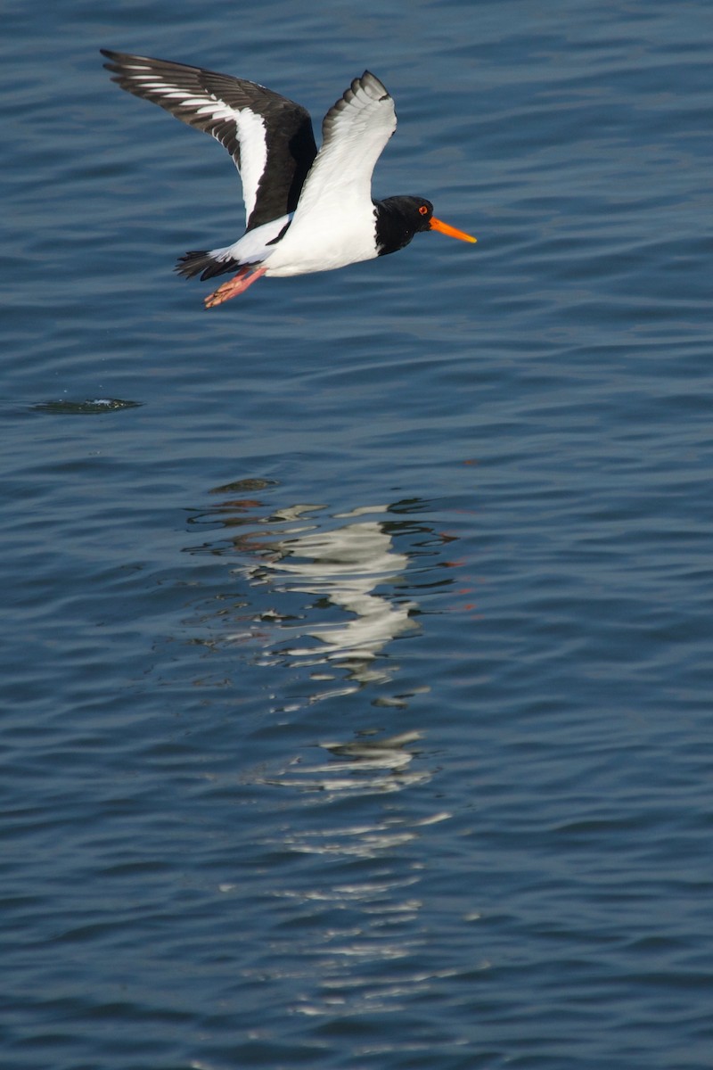 Eurasian Oystercatcher - ML627681480