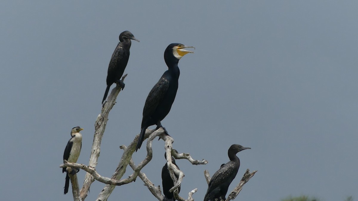 Great Cormorant (Australasian) - ML627681506