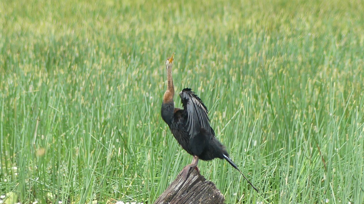 Australasian Darter - ML627681509