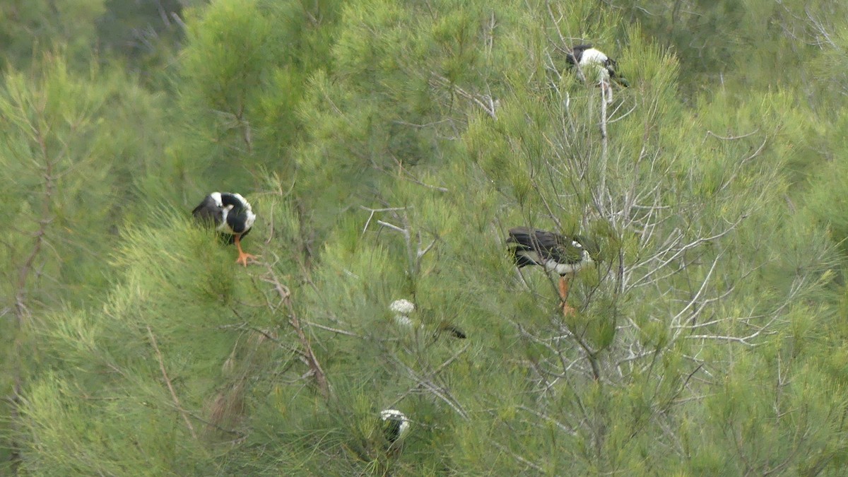 Magpie Goose - ML627681510